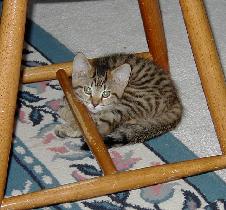 Tigger